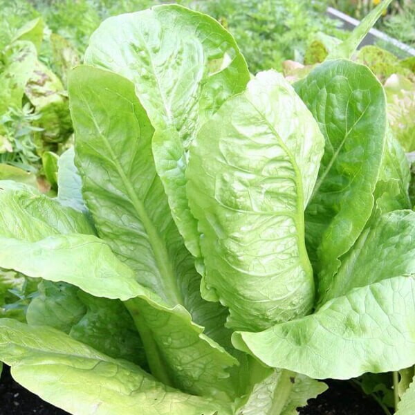 West Coast Seeds Romaine Lettuce